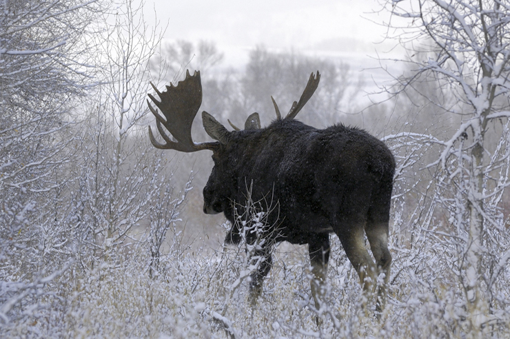 Ein Elch in einer winterlichen Landschaft, von hinten fotografiert, entfernt sich vom Standpunkt des Fotografen.