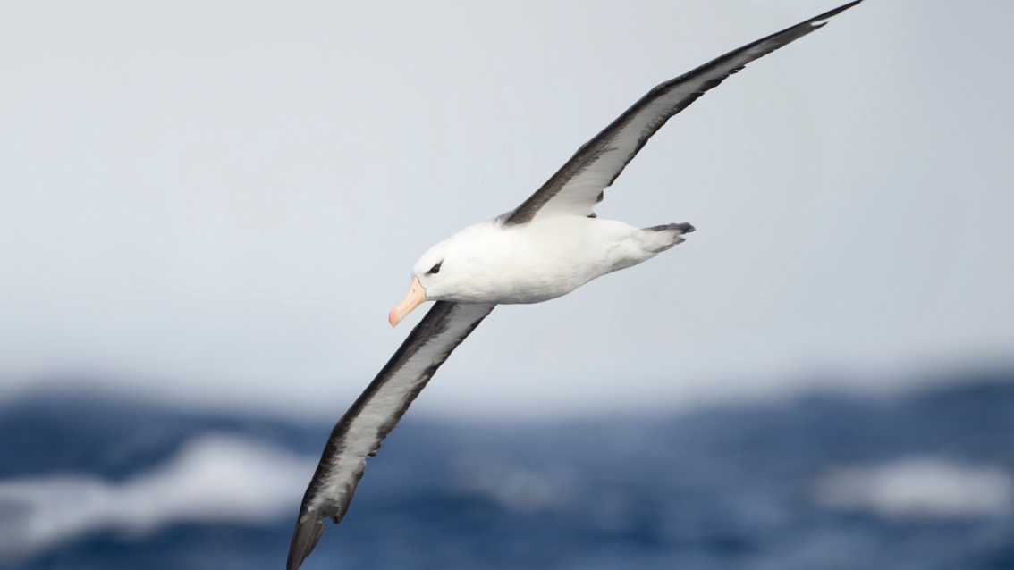 Ein Albatros im Flug, die Schwingen weit ausgebreitet