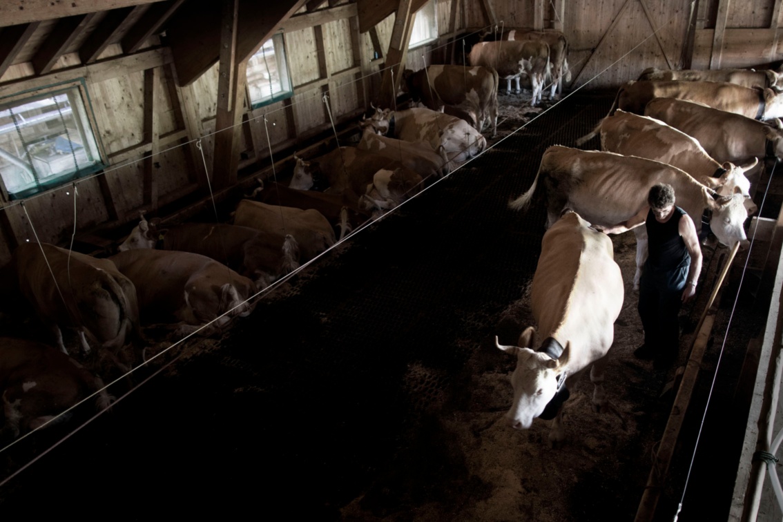 Aufnahme von oben: In einem Stall liegen etwa ein Dutzend Kühe auf dem Stallboden, rechterhand warten fünf Kühe im Stehen darauf, wie die sechste vom Senner weggeführt zu werden.
