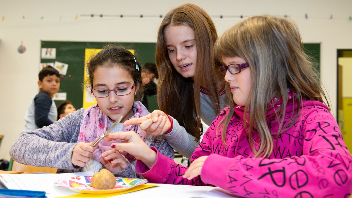 Eine ältere Schülerin zeigt zwei zwei jüngeren Schülerinnen etwas. Vor ihnen auf dem Tisch ein gelber Pappteller mit zwei Kartoffelhälften.