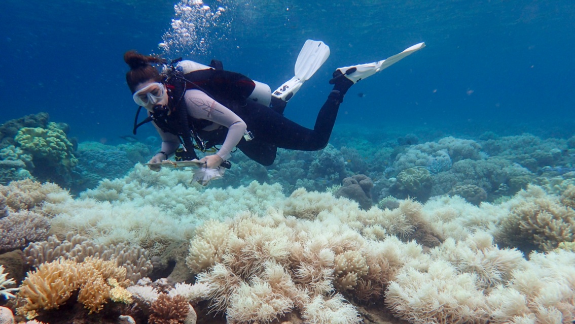 Eine Taucherin nimmt eine Bestandsaufnahme im Korallenriff vor.