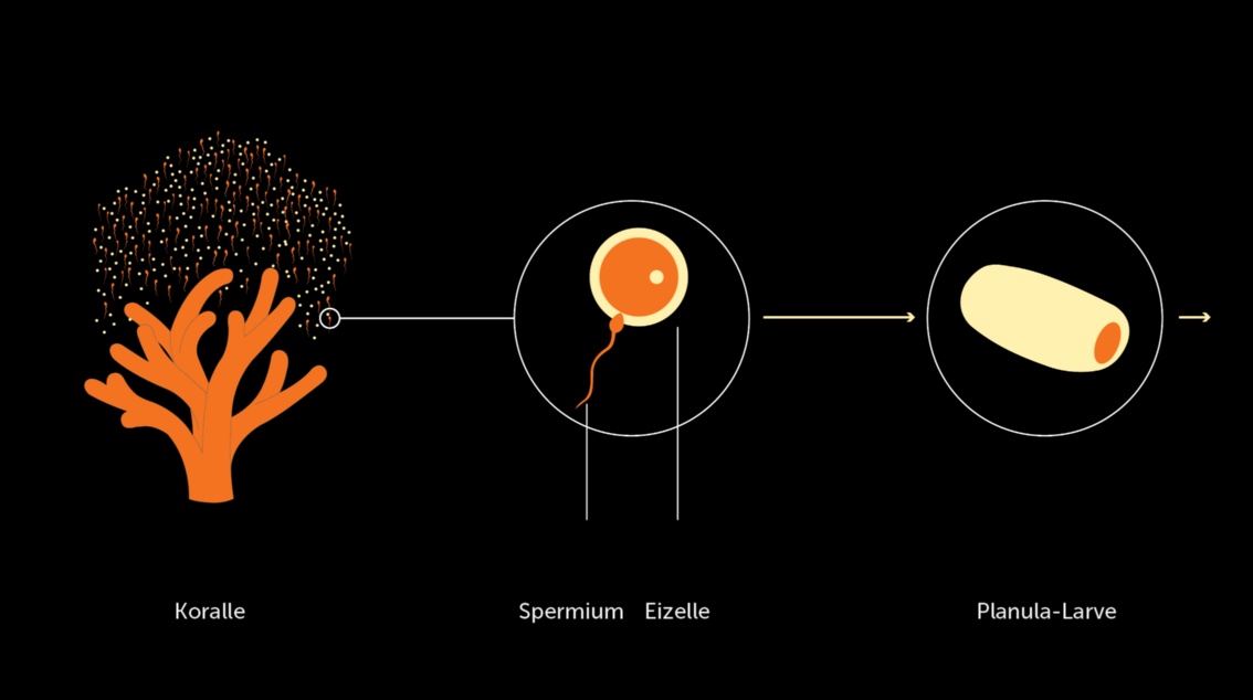 Schematische Darstellung der Fortpflanzung: aus dem Geäst der Koralle werden Eizellen und Samen ausgestoßen, die Eizelle wird befruchtet, im dritten Schritt die Larve