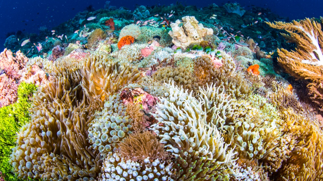 Bunte Korallenwelt