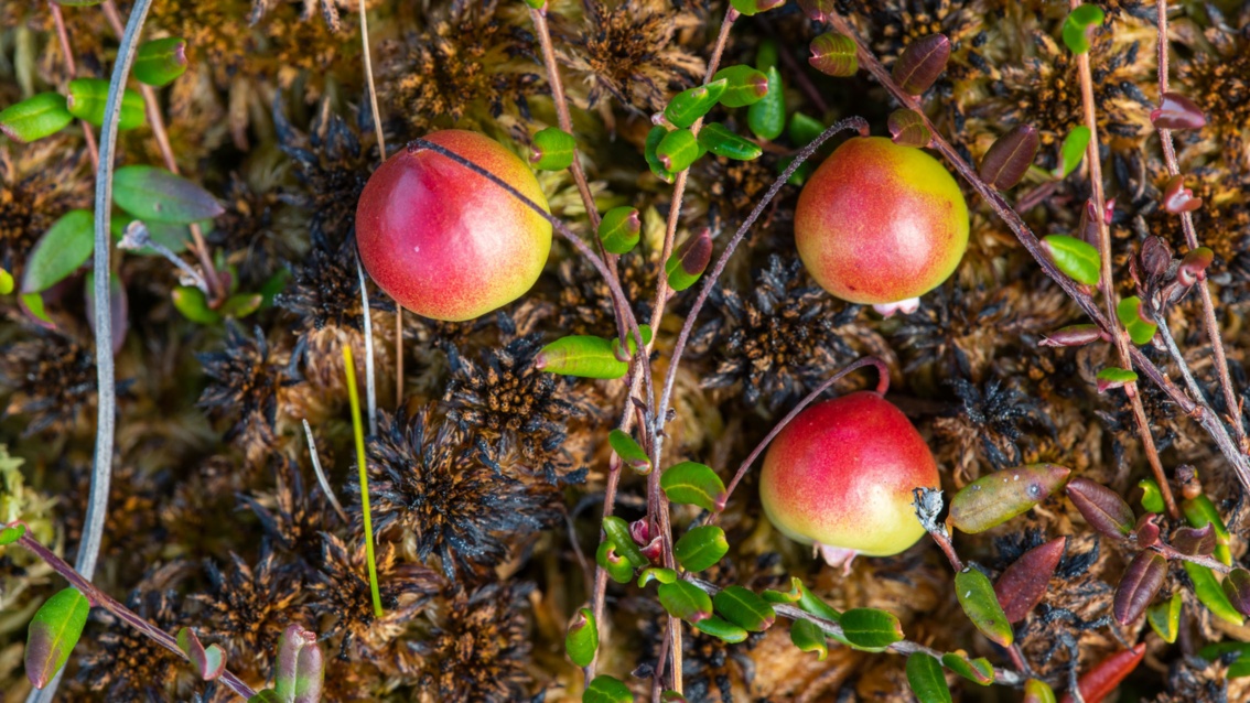 Drei rotgelbe Beeren, die wie kleine Äpfel aussehen, liegen auf  moosigem Grund.