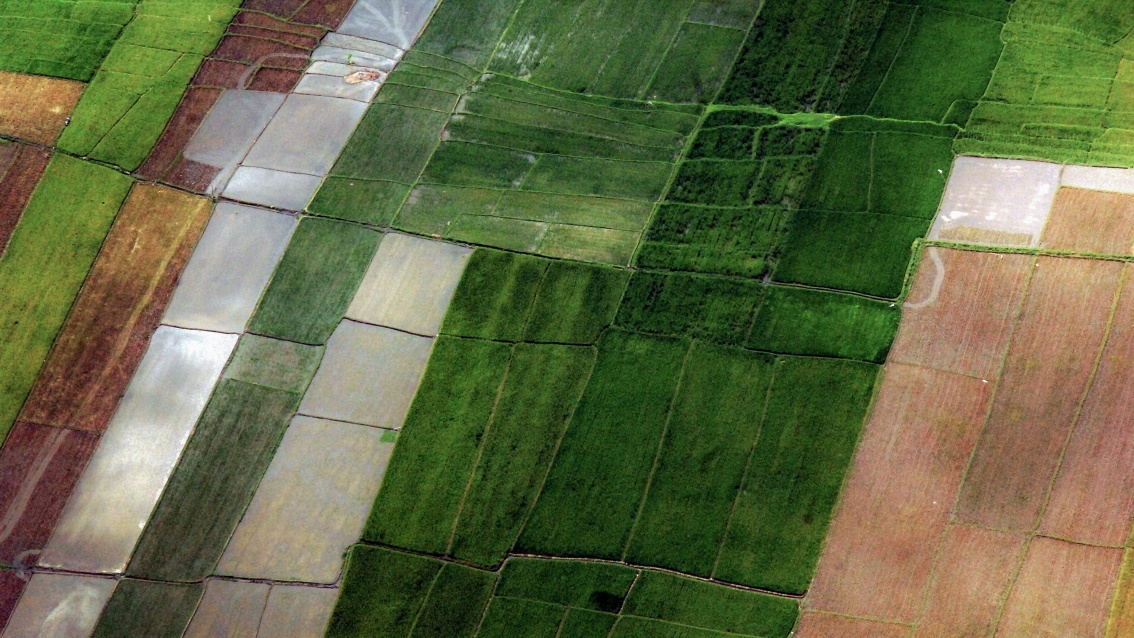 Reisfelder in unterschiedlichen Färbungen und Überflutungszuständen, aus der Luft aufgenommen.