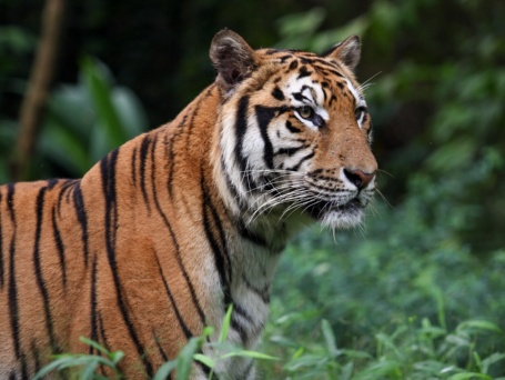 Portrait eines orange-schwarz gestreiften Tigers.