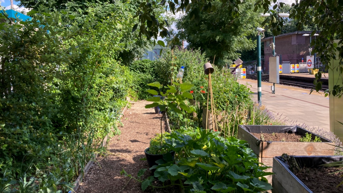 View of a summer garden with raised beds, next to the platform of the London light rail.