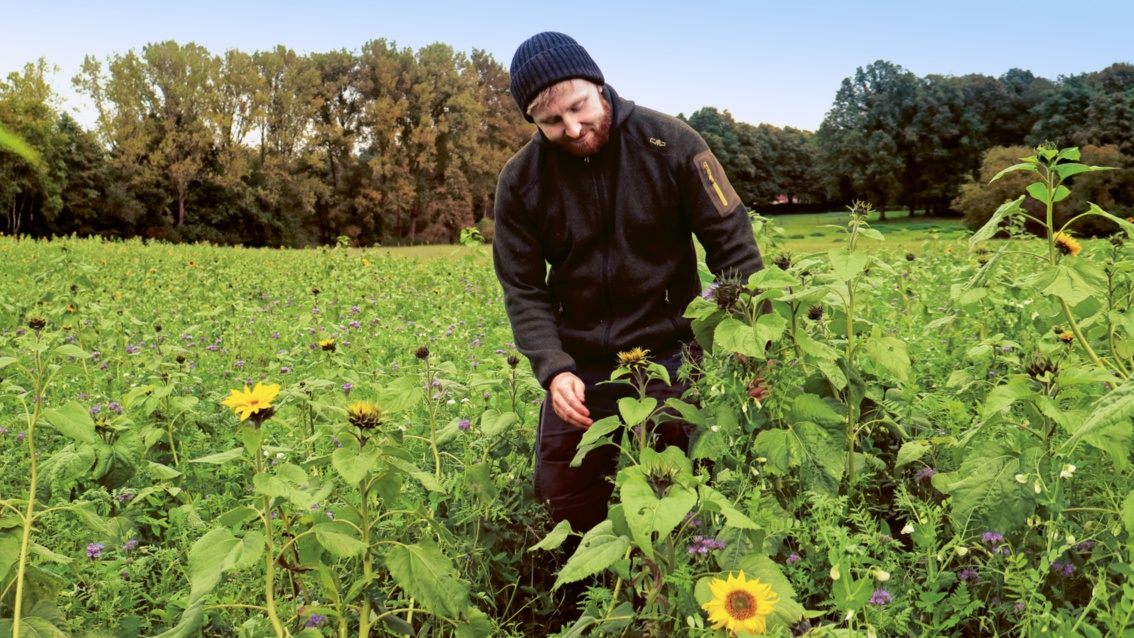 Ein junger Mann mit Mütze überprüft in einem Feld, wie diverse blühenden Pflanzen – unter anderem Sonnenblumen – gedeihen. ist.