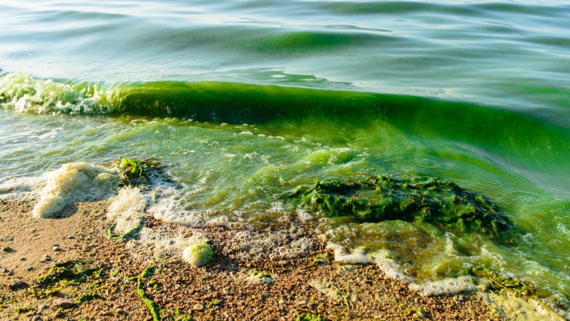 An einem Strand ist das Wasser von Algen tiefgrün gefärbt – auf dem Sand hat sich Schaum gebildet.
