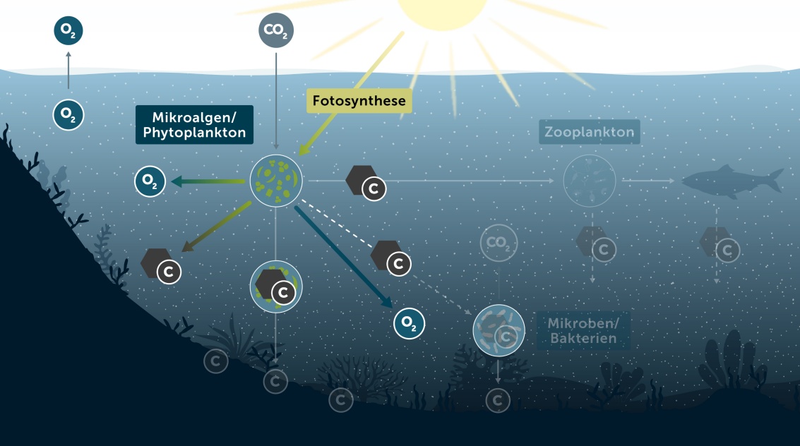 Schematische Darstellung des Ozeans: CO₂ dringt in die oberen Schichten; O₂ entweicht; Kohlenstoff gelangt zum Grund.