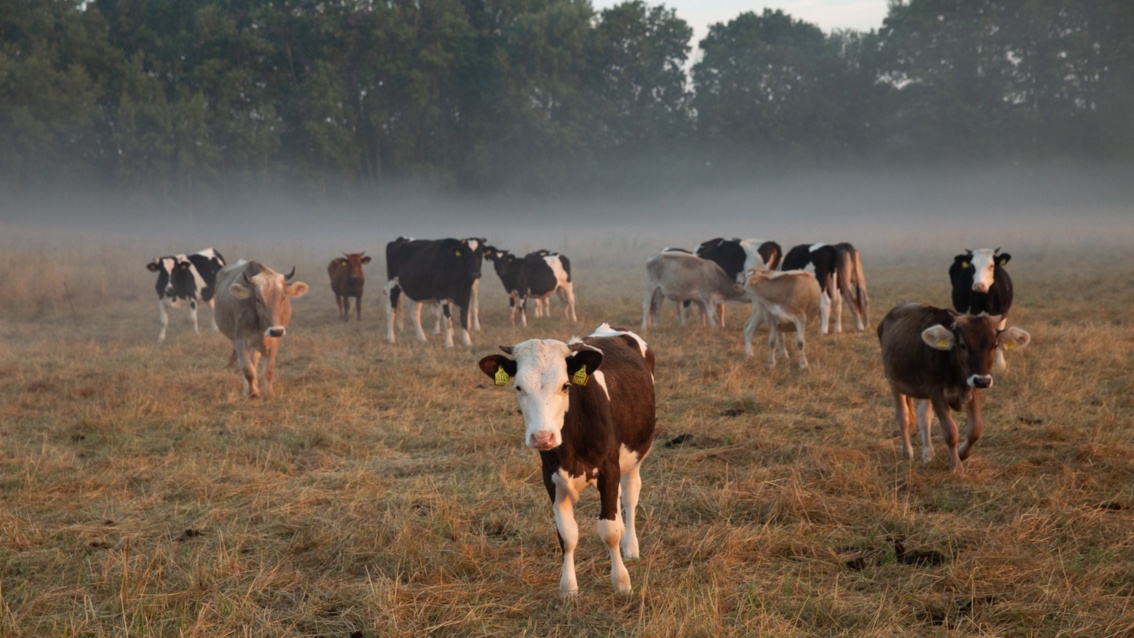 Die Herde hat sich der Kamera zugewandt, einige Kühe schauen neugierig – über der Weide liegen feine Nebelschwaden.