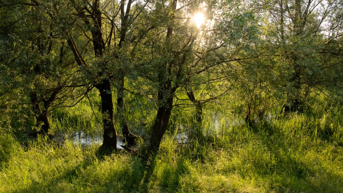 Sonnendurchfluteter Bruchwald: mittelgroße Bäume und hüfthohe Gräser stehen auf einer Feuchtwiese.