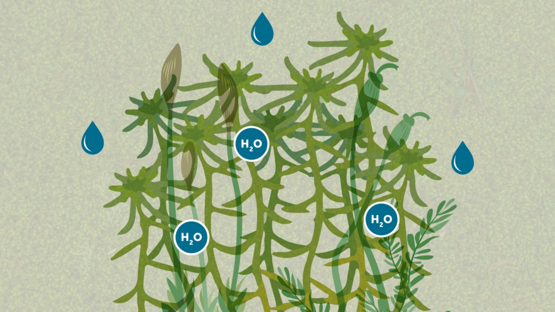 Die Illustration stellt Moospflanzen und ihre Aufnahmefähigkeit und Speicherfähigkeit von  Wasser H2O dar.