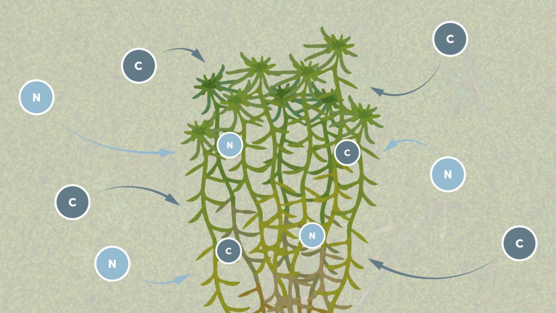 Die Illustration stellt die Fotosynthese der Moospflanzen sowie die Speicherfähigkeit von  Kohlenstoff und Stickstoff dar.