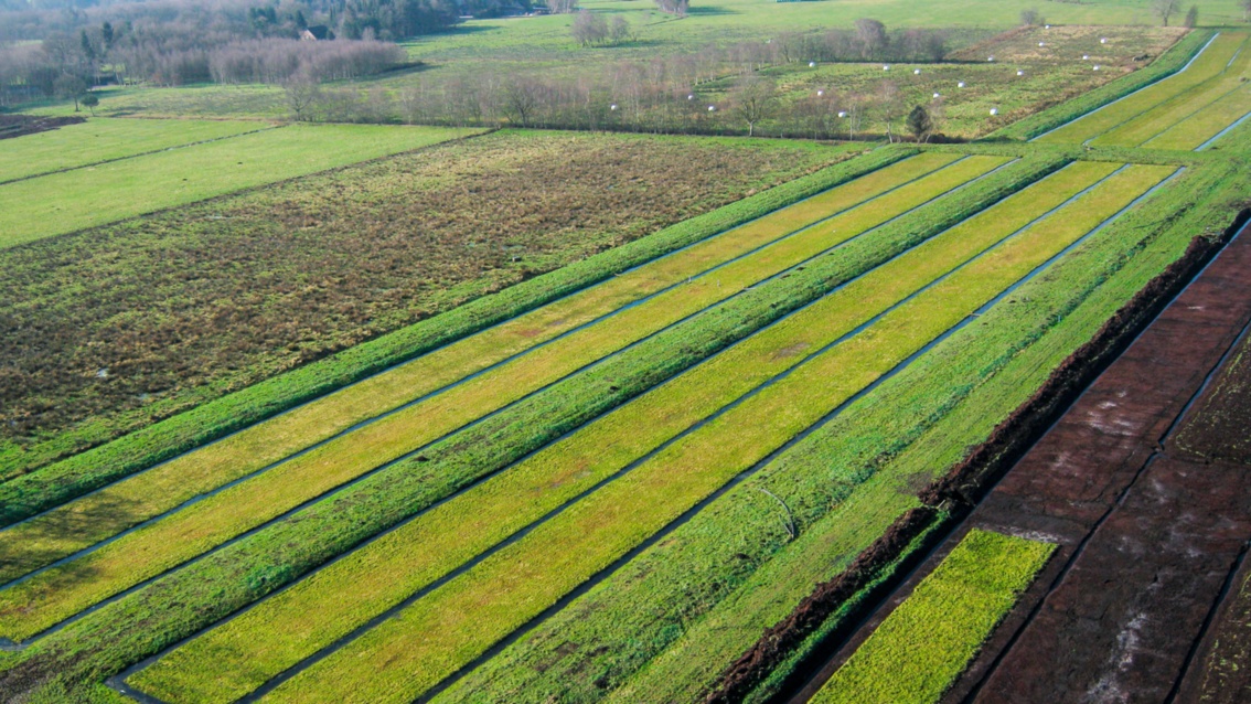 Luftbild einer Torfmooskultur. Die Felder sind unterschiedlich grün und von verschiedener Breite, der Boden sehr dunkel.