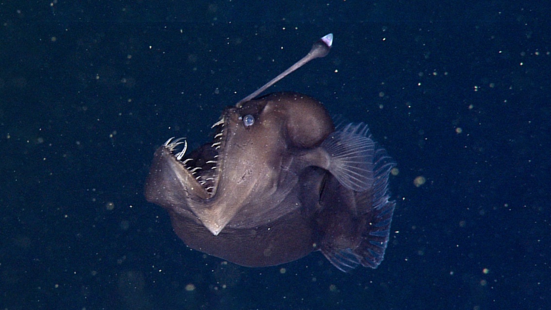 Ein runder Fisch mit gedrungenen Flossen und überdimensioniertem Maul hat einen leuchtenden Fortsatz an der Stirn.