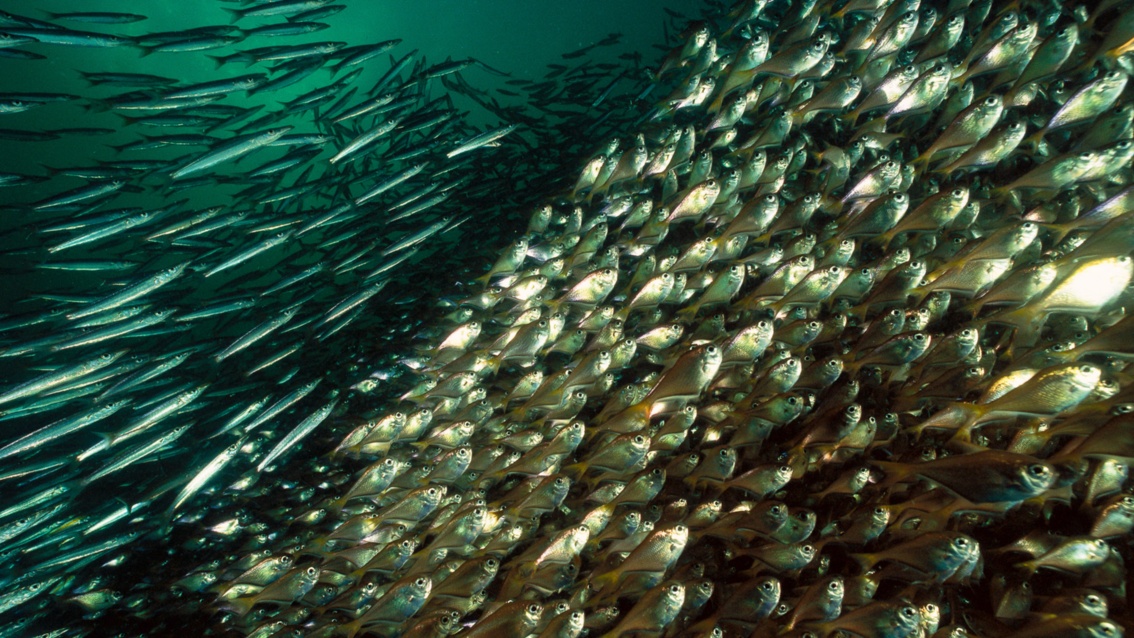  Zwei Schwärme unterschiedlicher Fischarten gehen ineinander über – ihre Schuppen reflektieren das Licht.