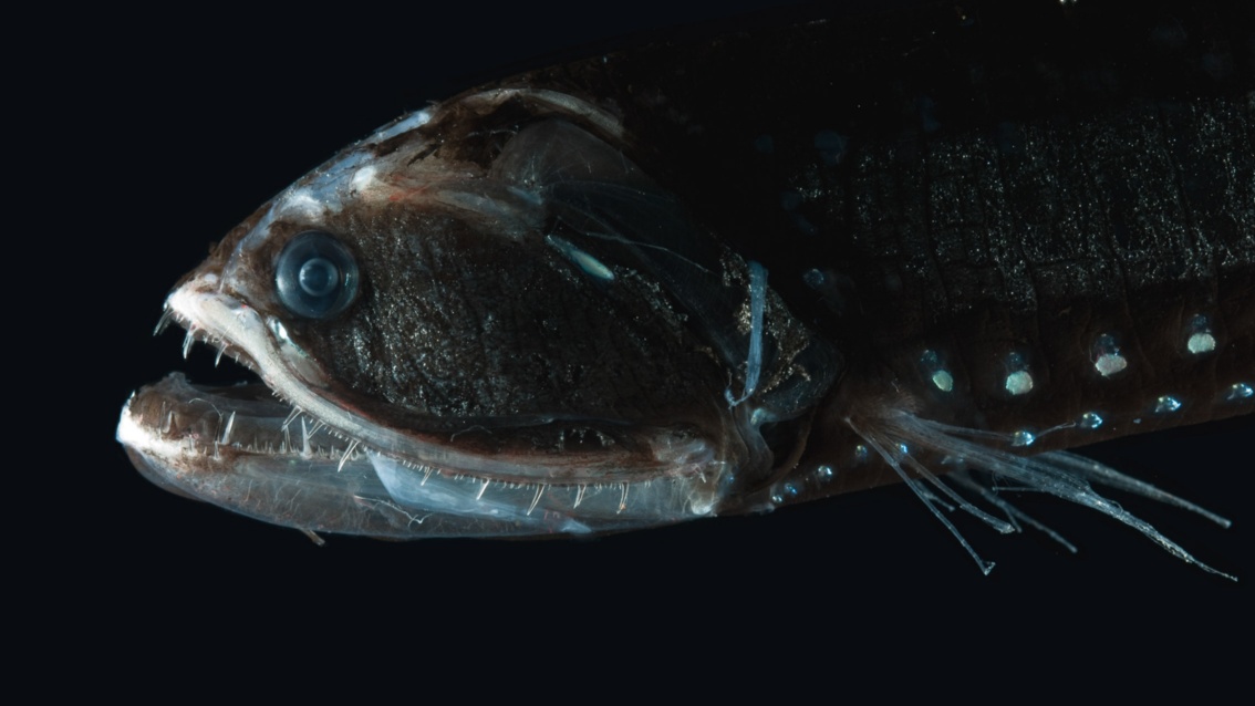 Ein Fisch mit markanter Kopfform: Aus dem Maul, das sich von Kieme zu Kieme erstreckt, ragen lange Fangzäune heraus.