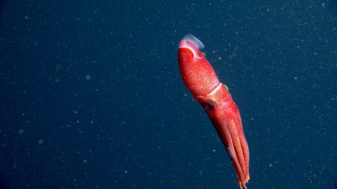  Ein roter Kalmar mit einem grün leuchtenden Auge schwimmt mit zusammengezogenen Tentakeln aufwärts. 