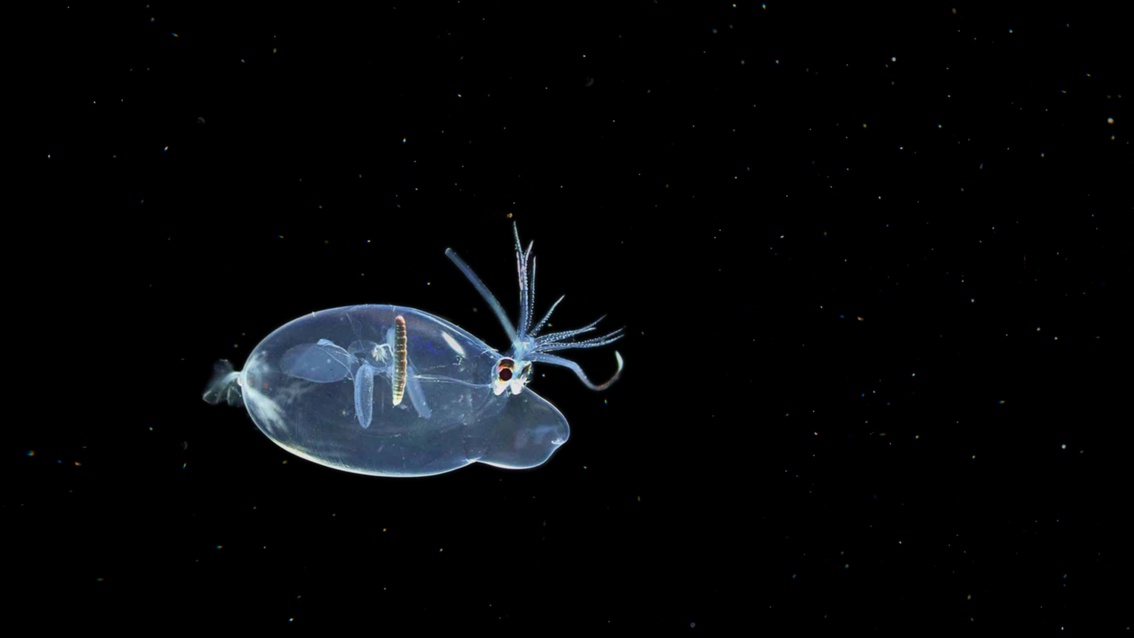 Ein transparent-fluoreszierendes Wesen mit ballonartigem Körper und kurzen Tentakeln schwebt durch die Tiefsee.