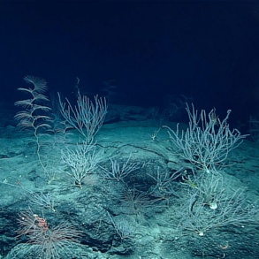 Auf dem trüben Meeresgrund befinden sich abgestorbene Korallen.    