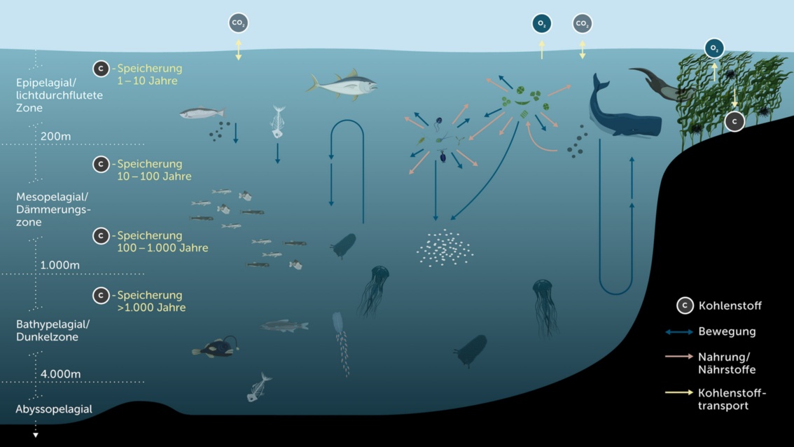 Eine Illustration zeigt die unterschiedlichen Meeres-Zonen samt ihrer Bewohner und wie lange Kohlenstoff dort gespeichert bleibt.