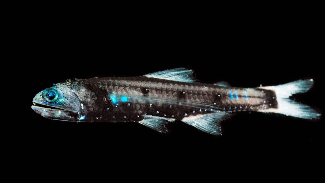 Ein Fisch mit schlankem Körper, großem Kopf und breitem Maul schimmert in der Dunkelheit. 