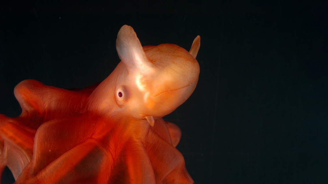 Ein rot-orange-farbiger Oktopus mit flügelartigen Fortsätzen über den weit geöffneten Augen.
