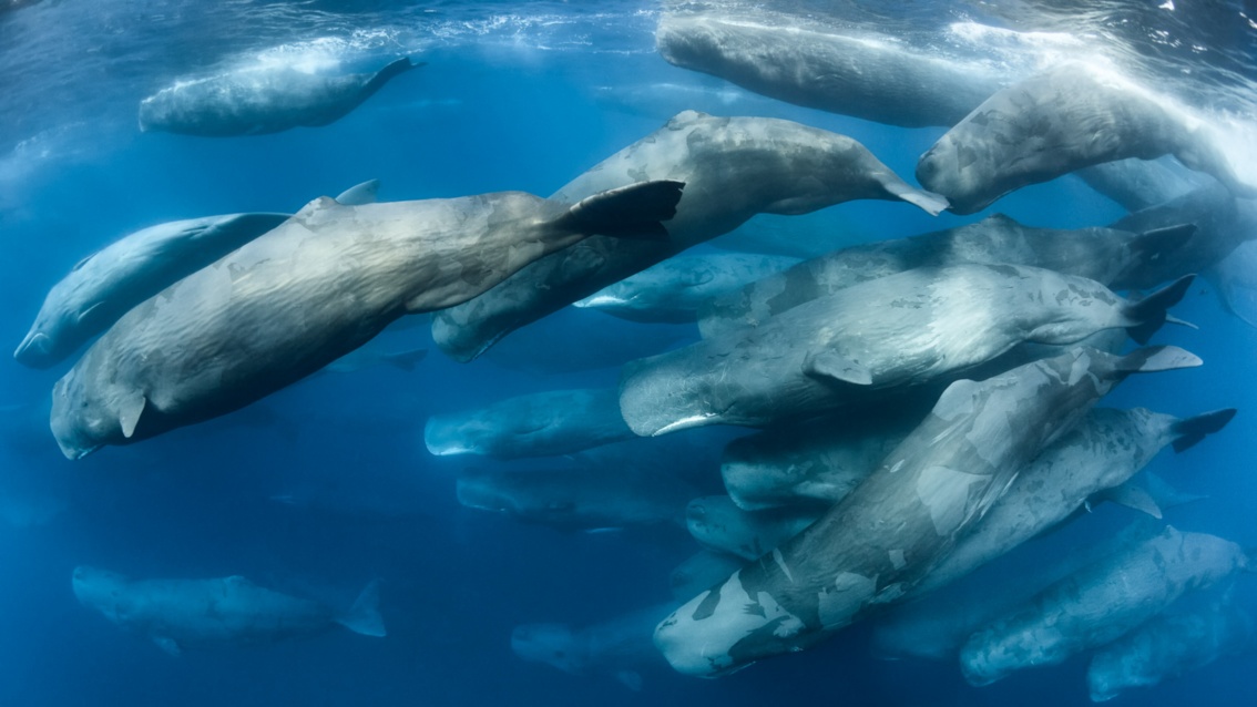 Zahlreiche Wale mit nahezu rechteckigen Köpfen und einer grau gescheckten Haut schwimmen eng beieinander.