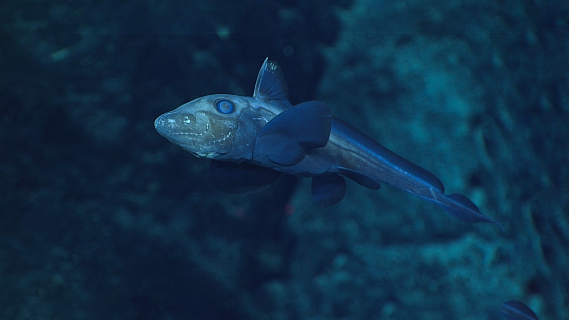 Ein bläulich schimmernder Fisch mit schwanzartiger Hinterflosse, ausgeprägten Seitenflossen und abgerundetem Kopf.