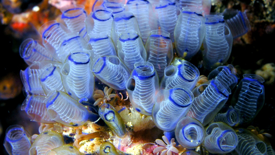 Eine Kolonie halb-transparenter Manteltiere mit weißen Ringen im Innern und einem markanten blauen Ring am Schlund.