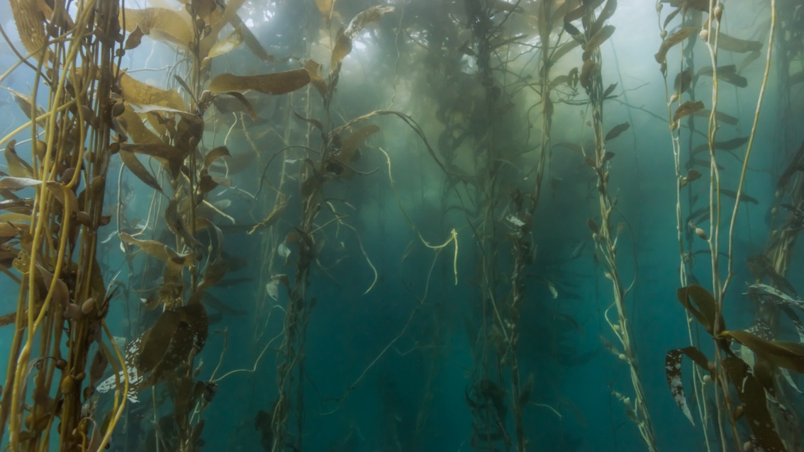 Nah unter der Oberfläche befinden sich lange Seetang-Triebe im trüben Wasser. 