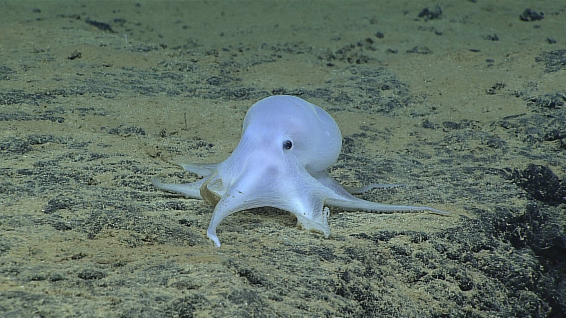 Ein gräulich schimmernder Oktopus mit schwarzen Knopfaugen tastet sich behutsam über den Meeresgrund.