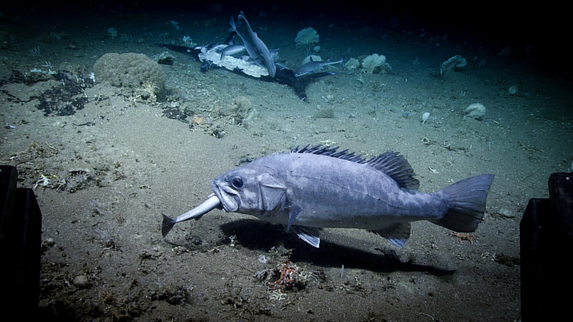 Auf dem Meeresgrund: Aus dem Maul eines großen Fisches mit gezackter Rückenflosse ragt noch eine kleine Schwanzflosse.