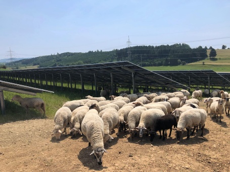 Vor Solarmodulreihen weidet eine Herde Schafe.