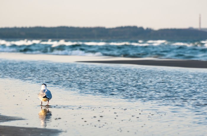 Möwe an der Küste