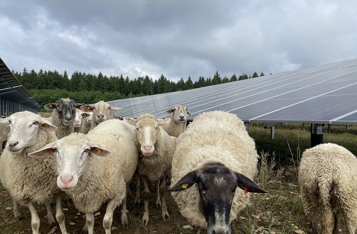 Eine Gruppe von Schafen vor Solarpanelen im Solarpark Döggingen 2.