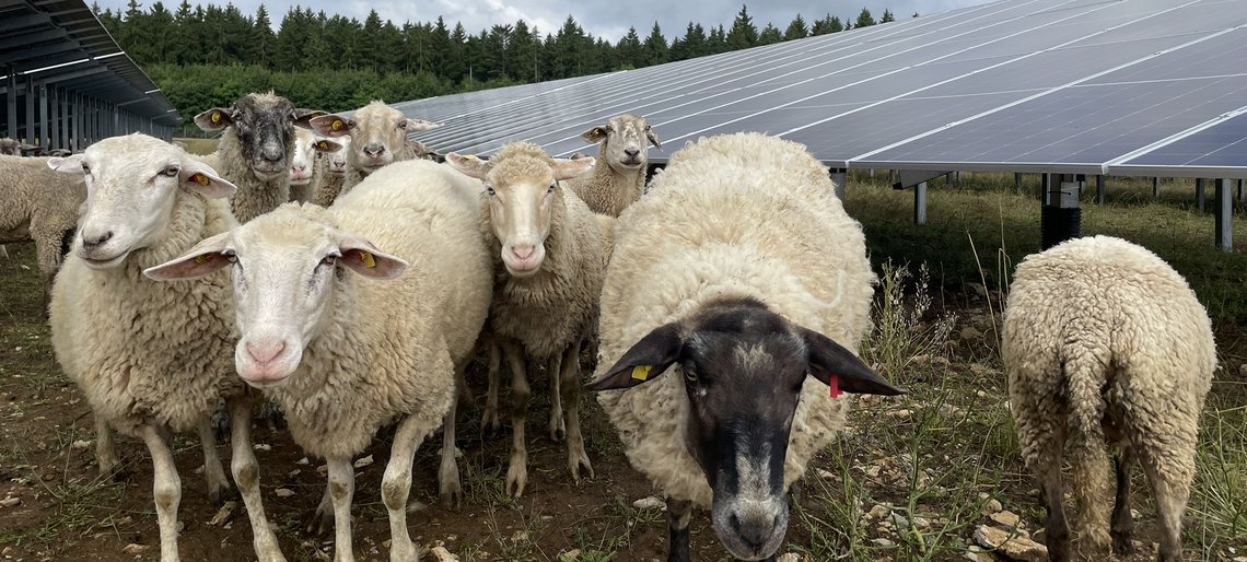 Eine Gruppe von Schafen vor Solarpanelen im Solarpark Döggingen 2.