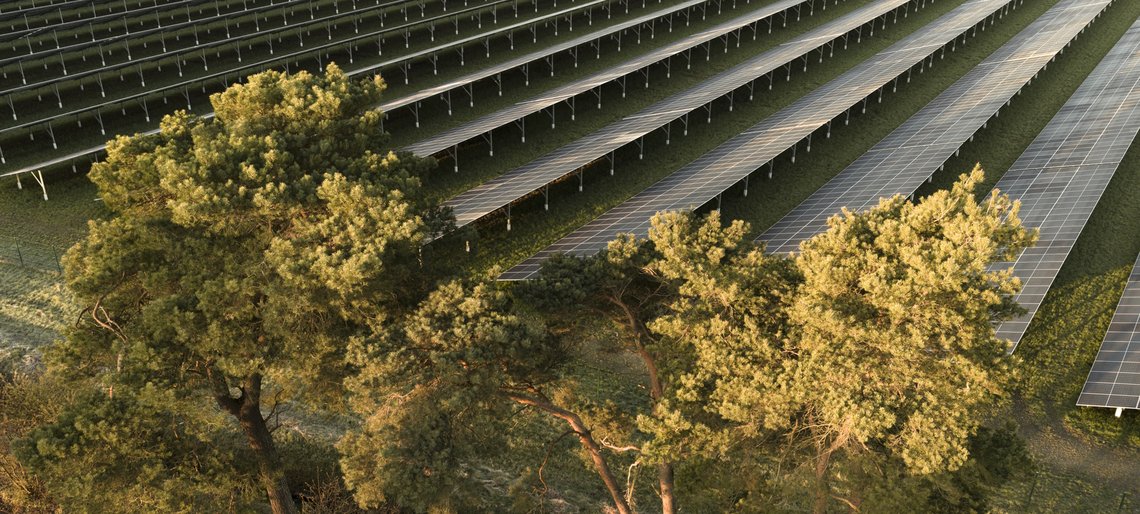 Luftaufnahme des EWS-Solarparks Lauenbrück mit weitläufigen Solarmodul-Reihen und drei Bäumen im Vordergrund.