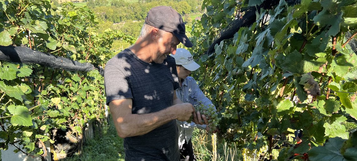 Landwirt bei der Weintraubenernte