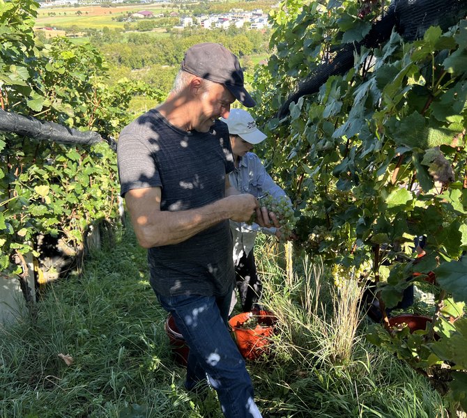 Landwirt bei der Weintraubenernte