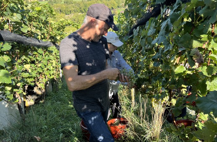 Landwirt bei der Weintraubenernte