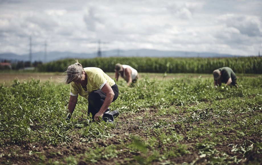 Drei Leute bei der Feldarbeit