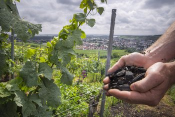 Zwei Hände präsentieren eine Handvoll Pflanzenkohle, im Hintergrund ein Weinberg