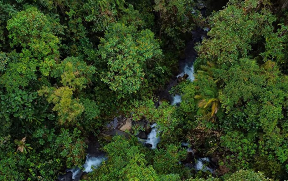 Luftaufnahme auf einen Bach im Regenwald