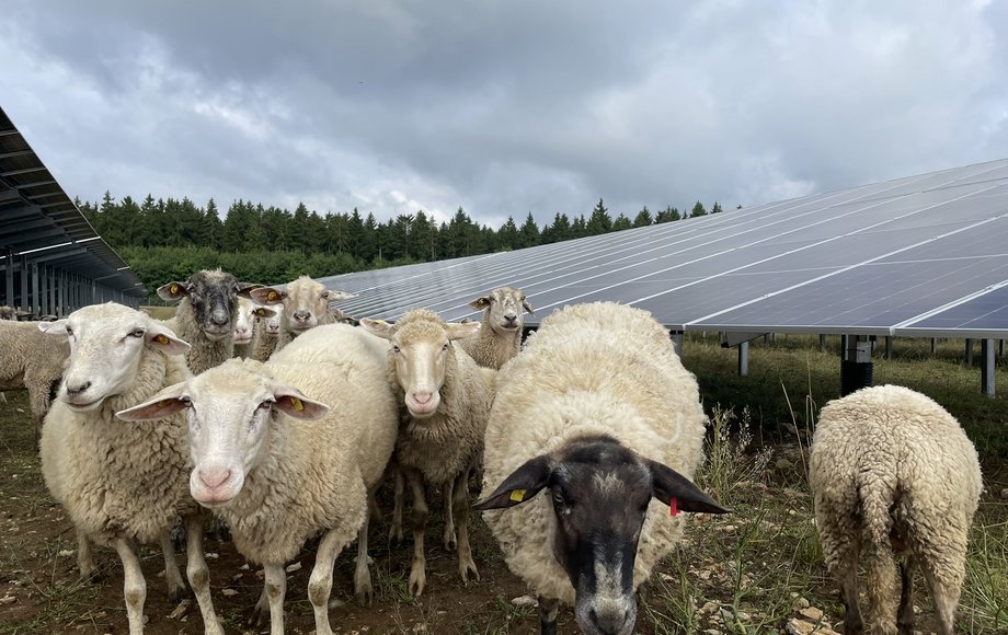 Eine Gruppe von Schafen vor Solarpanelen im Solarpark Döggingen 2.