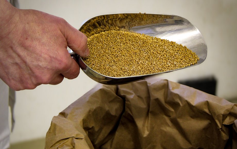 Eine Hand hält eine Metallschaufel mit goldgelben Bio-Senfkörnern über einen geöffneten Papiersack – Rohstoffe für die Senfproduktion der Feinkostfirma Steck.