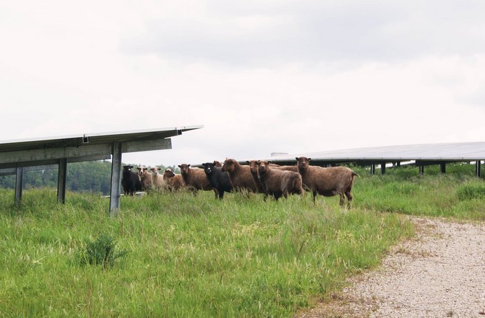 Schafherde zwischen Solarmodulen