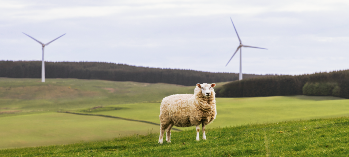 Schaf steht auf einer grünen Weide, im Hintergrund zwei Windräder und bewaldete Hügel.