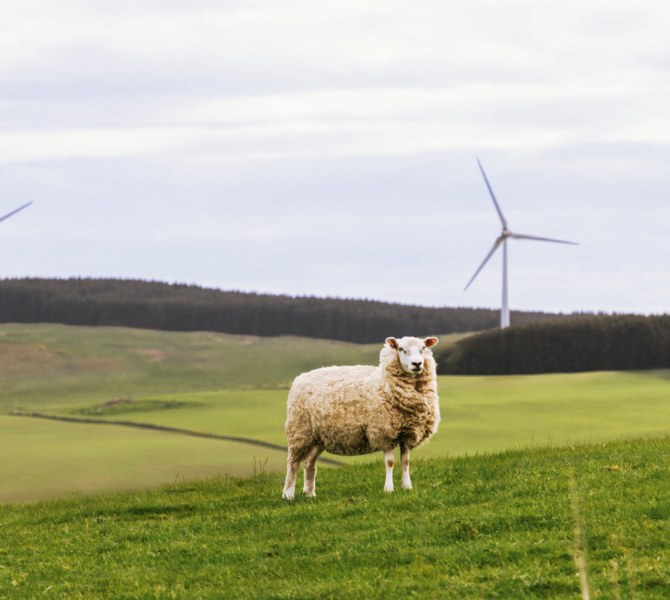 Schaf steht auf einer grünen Weide, im Hintergrund zwei Windräder und bewaldete Hügel.